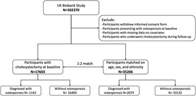 Association of cholecystectomy with osteoporosis risk: a prospective study using data from the UK Biobank